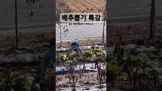 주말농장 배추뽑기 특강 마지막 세레모니, 홍천 텃밭, 농막생활