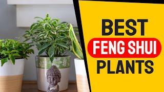 Feng Shui Plants - 8 Best Feng Shui Plants for Good Energy