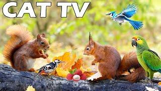 NATURE TV ЗА КОТКИ: Птиците и катериците в задния двор излизат в слънчев ден ️ 4K CAT TV Отпусн...