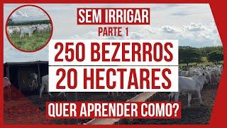 250 BEZERROS em 20 HECTARES -  PASTEJO ROTACIONADO ADUBADO para BOVINOS DE CORTE #parte1