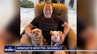 Arnold Schwarzenegger is BACK ("The Issue Is: with Elex Michaelson")