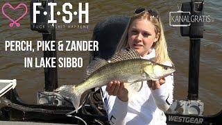  F.I.S.H - Perch, Pike & Zander Fishing in Lake Sibbo - Kanalgratis.se