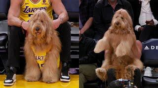 Huge Dog sits courtside at NBA Game