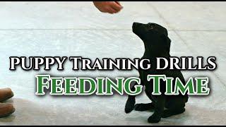 Puppy Training to Sit, Stay, and Early Retrieve at Feeding Time