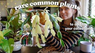 incredible "rare" versions of common houseplants for any collection 