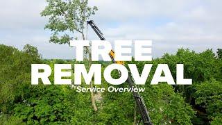 Tree Removal Service Overview I Russell Tree Experts