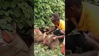 Collecting scrap metals to earn money to raise children: African village life