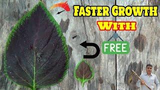 90x faster growth with free home made fertilizer | Gardening with izhar