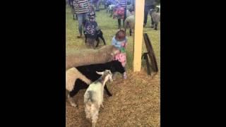 Charlotte visits the local exhibition show farm animals!