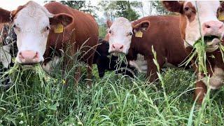 Can Hereford Cattle cut it on a Grass-fed Farm?