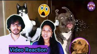 அலப்பறை Animal சம்பவங்கள் |Magnet Family Video Reaction|Tamil Couple|@abiraje