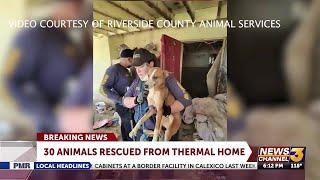 Dozens of dogs rescued from captivity at home in the Thermal, almost 20 dead