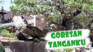 HASIL KARYA ZUKA ZUKA || Koleksi zukazukabalibonsai