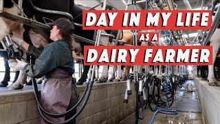 9. Day in my life : dairy farmer (milking 500 cows 2x/day) | WHV New Zealand