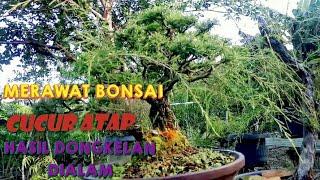 KOMBUR KOMBUR SEPUTAR BONSAI CUCUR ATAP BERSAMA BANG DEDI HERMANTO- RANTAU PRAPAT LABUHANATU, SUMUT