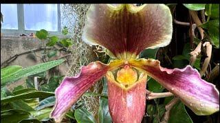 Orchid Exhibit   Jardin des Plantes Paris, France #orchids #paris #france #tourist #travel #jardin