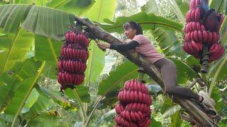 Harvest Big Bananas Goes To Market Sell - Buy Ducklings To Raise | Tiểu Vân Daily Life