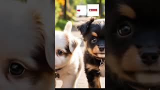 subscribe to paws and claws for more interesting updates on best way to take good care of our furry.