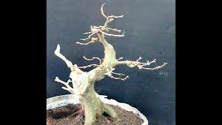 DICA DE PROTEÇÃO DE MADEIRA MORTA | Como Fazer Bonsai