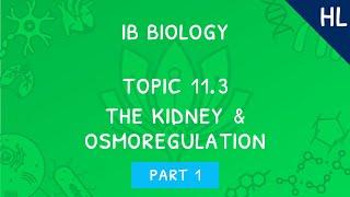 IB Biology Topic 11.3 (HL): The kidney & osmoregulation - Part 1