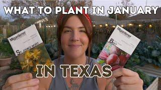 What to plant in January in TEXAS!