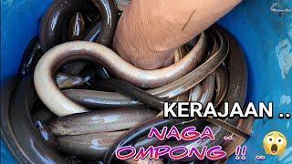 IKAN INI TERNYATA SANGAT ENAK .. MURAHH,.. DAN SANGAT BERGIZI TINGGI ..  ..