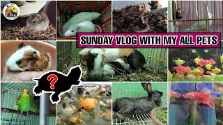 Sunday Vlog With My 7 Types Of Pets || Ek sath itne Pets 1 video