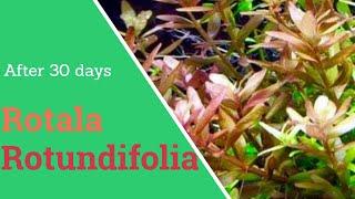 Rotala Rotundifolia planting and 30 days growing