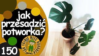 #150 Monstera - kiedy i jak przesadzać monsterę?