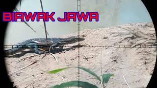 Hunting biawak‼️Ternyata surganya biawak