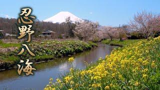 YAMANASHI【Cherry blossoms】Oshino Hakkai w/Mt. Fuji, World heritage site.忍野八海 #4K