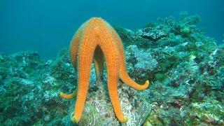 빨강불가사리의 산란(Certonardoa semiregularis, Spawning)~Semiregular seastar