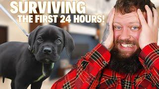 How To Survive The First 24 Hours With a New Puppy!