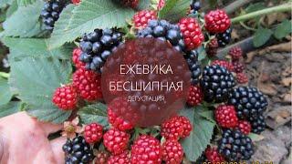 Ежевика без шипов - дегустация!