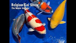 The BEST of the BEST at the Belgian Koi Show! | All Major award winning Koi | in 4K