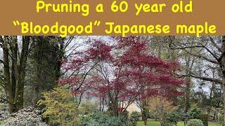 Pruning a 60 year old Bloodgood Japanese maple