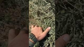 Checking/baling alfalfa