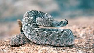 Arizona: on the trail of the rattlesnake