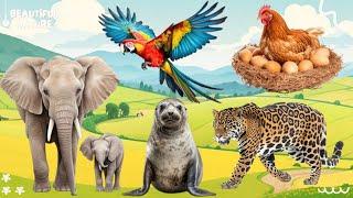 Funniest Animal Sounds In Nature: Zebra, Lion, Kangaroo, Hare - Animals sound