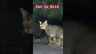 Wild Cat #shorts #short #viral #wildlifedzone #cats #wildlife