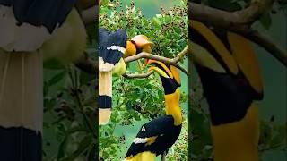 The Fascinating Nesting Ritual of the Great Hornbill