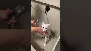 Муся #клиенты #линька #уходзаживотными #мурино #девяткино