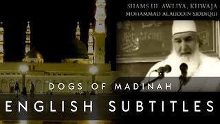 Dogs of Madinah (English Subs) • Shaykh ul Aalam, Khwaja Alauddin Siddiqui قدس الله سره