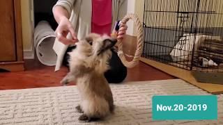 Rabbit Tricks Training Collection Gizmo The Baby Lionhead Part 1 of 2