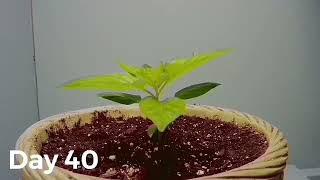 Habanada habanero time lapse