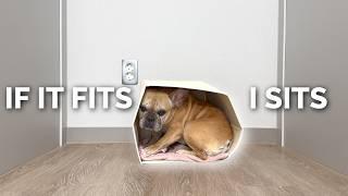 When A French Bulldog Thinks It's A Cat l IF IT FITS I SITS