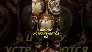 Сравнение жизни пчёл и человеческих детей #пчелы #семья #развитие #социум #жизньвулье