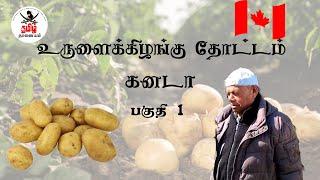 கனடா தாத்தாவின் உருளைக்கிழங்கு தோட்டம் பகுதி 01/ Canada  potato garden