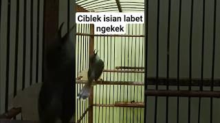 ciblek isian labet ngekek #ciblek #ciblekfullngebren #kicaumania