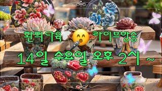 25. 5.  14. 환희다육 [Live]  점빵문열어요 (010. 6258. 7152)  오이소 보이소 함께즐기소예~~~